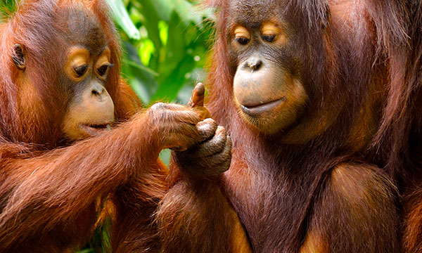 Orang Utan Tour