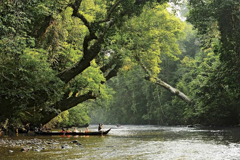 Taman Negara Tour